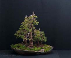 spruce bonsai